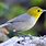 Yellow Head Warblers