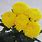 Yellow Mums Flowers