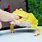 Yellow Pacman Frog