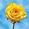 Yellow Rose Pictures