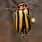 Yellow Striped Beetle