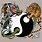 Yin Yang Symbol Animals