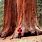 Yosemite Big Trees
