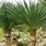 Yucca Florida