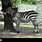 Zebras Inthe Shade