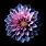 iOS Wallpaper Flower