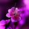iPhone New HD Flower Wallpaper