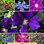 Purple Clematis Varieties