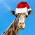 Christmas Giraffe Wallpaper