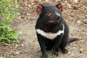 Get Australian Grassland Animals List PNG