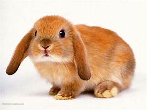 Les lapins, petits, grands, OD ou bélier, fluffy ou pas, vous les aimez comment ? Th?&id=OIP.M3b11ad3c5874c9769d084254e72d495co0&w=300&h=225&c=0&pid=1