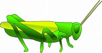 Image result for Cartoon Grasshopper