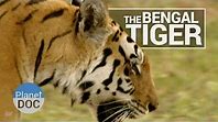 Bengal Tiger: Best Documentaries
