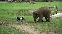 Elephants: Cute Babies and Family Bonds