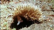 Echidna: Top Facts