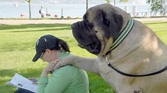 Zorba - The World's Largest Dog Ever Lived