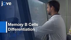 Memory B Cells Differentiation to Long-lived Plasma Cells | Protocol Preview