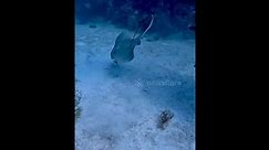 Scuba diver painstakingly removes discarded fishing hook from stingray's mouth (#618303)