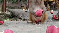 Feeding 20 kilogram apple to a monkey || feeding fuji apple