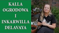 Jak uprawiać KALLE ( KALIA ) w doniczce / INKARWILLA uprawa / Update begonii i kaladium / MrsGarden