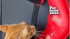 Grumpy Cat DESTROYS Gaming Chair!