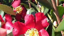 Camellia 'Yuletide' - Perfect for pots or flowering hedges!