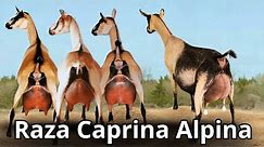 Raza de Cabra Alpina: Características y producción de la cabra lechera mas rústica del mundo.
