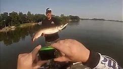 Fox Chain of Lakes 46 inch Musky