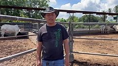 3 Stages of cattle farming. Please watch.