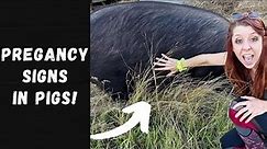 Is Your Pig Pregnant? Here's How To tell! EASY!