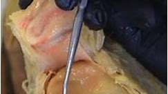 ARTICULAR CARTILAGE is found... - Institute of Human Anatomy