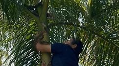 Reptile Catcher Plays Real-Life Snakes and Ladders While Removing Carpet Python From Palm Tree