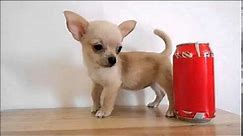 Chihuahua de Bolsillo en Venta - Teacup Chihuahua for Sale