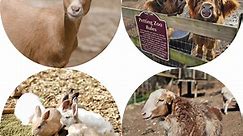 Barnyard Petting Zoo - Abma's Farm