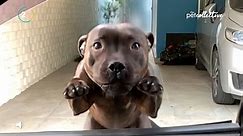 Fearless Dog Jumps Through Car Window