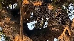 Tragically! Evil Leopard Risked His Life To Kidnap Lion Cub It Cost Her Her Life