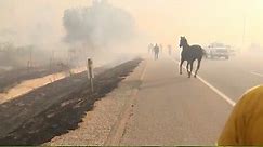 Horse battles blaze to save family