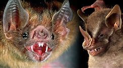 The SCARIEST BATS In The World 🦇