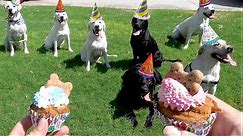 PUPPIES' FIRST BIRTHDAY PARTY!! (FAMILY REUNION OF 8)