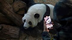 Atlanta has the only giant pandas in the U.S. It’s a zoo.