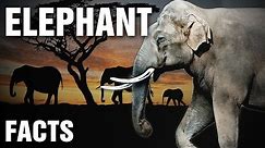Everything You Need To Know About Elephants