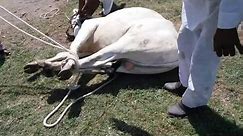 Bull castration