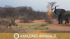 Elephant Fights Off Rhino Group