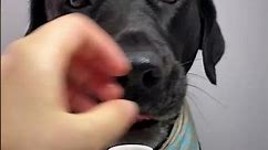 Mama’s favorite yogurt drink 🥤#pets #dog #cute #youtubeshorts