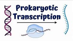 Transcription in Prokaryotes || The Basics of Transcription