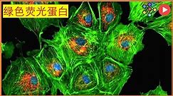 荧光蛋白：发光分子背后的科学 - 6 分钟解释 (Chinese)