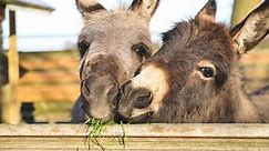 6 Things Donkeys Like To Eat (Diet, Care & Feeding Tips)