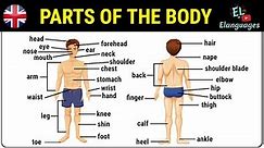 Parts of the body in English - Human body parts names vocabulary