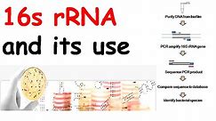 16s rRNA and its use