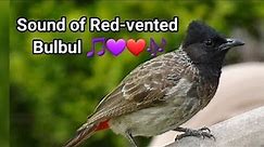 How does Red-vented bulbul sound | Bulbul call | Bulbul | #bird_call song and sound